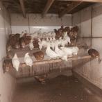 Bruine legkippen (lohman ) en witte leghorn van ong 18 weken, Vrouwelijk, Kip