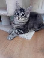 Maine coon kittens, Dieren en Toebehoren, Katten en Kittens | Raskatten | Langhaar, Kater, Gechipt, 0 tot 2 jaar