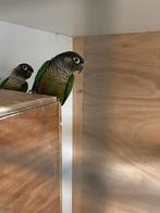 1-1 kweekkoppel pyrrhura’s, Dieren en Toebehoren, Meerdere dieren, Parkiet, Tam