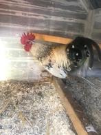 Mooi chabo haantje, Dieren en Toebehoren, Pluimvee, Mannelijk, Kip