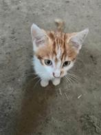 Rode kater liefst buurt van LEIDEN i.v.m geen vervoer, Dieren en Toebehoren, Kater