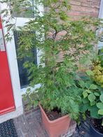Japanse Esdoorn Dissectum, Tuin en Terras, Planten | Bomen, Ophalen, Bloeit niet, Halfschaduw, Overige soorten