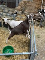Toggenburger bok te koop, Dieren en Toebehoren, Schapen, Geiten en Varkens, Mannelijk, Geit
