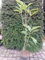 Loquat Eriobotrya japonica Japanse mispel neffel, Tuin en Terras, Planten | Bomen, 100 tot 250 cm, Volle zon, In pot, Overige soorten