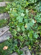 Grote Roze wilde Geranium Pol - Uitgegraven, Tuin en Terras, Vaste plant, Halfschaduw, Zomer, Ophalen