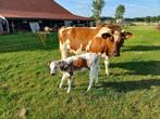 Koe 100% FH of Zoogstel, Dieren en Toebehoren, Runderen, Vrouwelijk