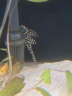L nummer aquarium vis, wie weet welke dit is?, Dieren en Toebehoren, Vis, Zoetwatervis