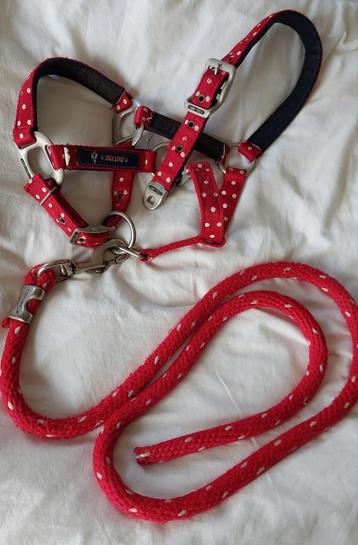 Halster kleine pony beschikbaar voor biedingen