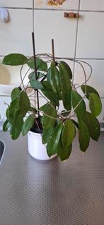Hoya Pubicalyx, Ophalen, Overige soorten, Minder dan 100 cm