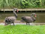 2 zwarte zwanen, Geslacht onbekend, Overige soorten