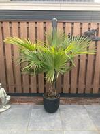 Palmboom Trachicarpus Fortunei, Tuin en Terras, Planten | Bomen, Halfschaduw, 100 tot 250 cm, Zomer, Palmboom