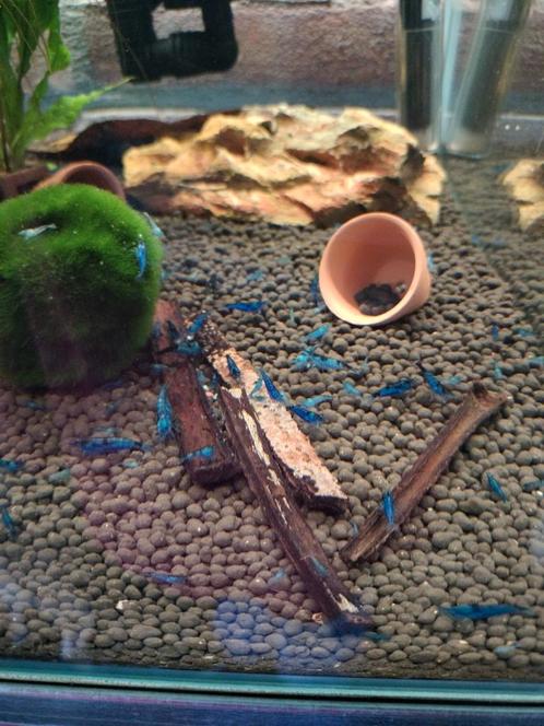 Jonge Bleu Velvet Garnalen, Dieren en Toebehoren, Vissen | Aquariumvissen, Kreeft, Krab of Garnaal