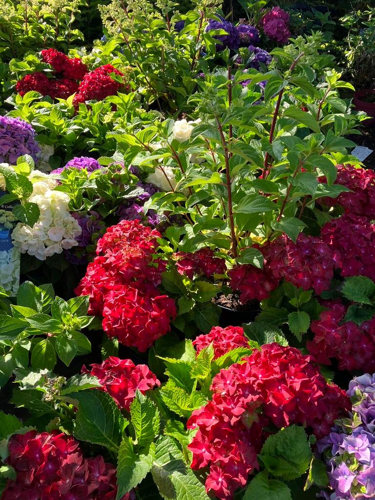 Amsterdam hovenier, Diensten en Vakmensen, Tuinmannen en Stratenmakers, Bestrating, Tuin- of Vijveraanleg, Tuinonderhoud of Snoeiwerk