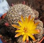 cactus - Sulcorebutia breviflora, Ophalen of Verzenden, Cactus, Volle zon, Minder dan 100 cm