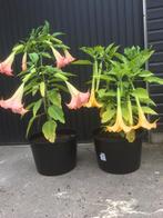 Brugmansia engelentrompet trompetbloem, Tuin en Terras, Ophalen of Verzenden, Zomer, Overige soorten, Volle zon