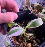 Musa Florida, Ophalen of Verzenden, Overige soorten, Minder dan 100 cm