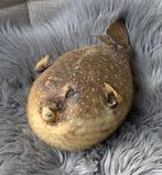 Egelvis stekelvis Kogelvis papegaaivis, Ophalen of Verzenden, Gebruikt, Overige soorten, Opgezet dier