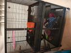Royal Suite XL rattenkooi, Dieren en Toebehoren, Ophalen, Kooi, 90 cm of meer, Rat