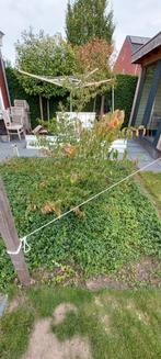 Cornus Mas ongeveer 150 a 170 cm hoog, Ophalen