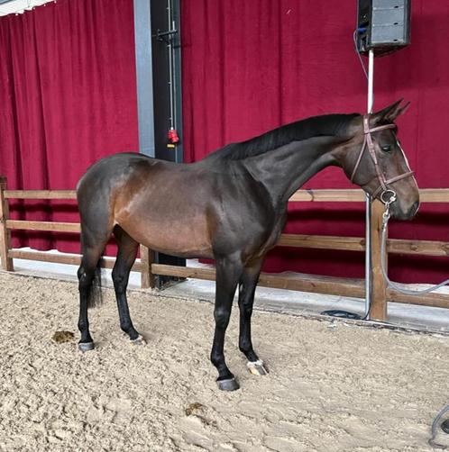 Fijne allround paarden en E pony’s, Dieren en Toebehoren, Paarden, Ruin, B, 160 tot 165 cm, 7 tot 10 jaar