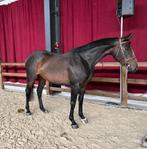 Fijne allround paarden en E pony’s, B, 7 tot 10 jaar, Ruin, 160 tot 165 cm