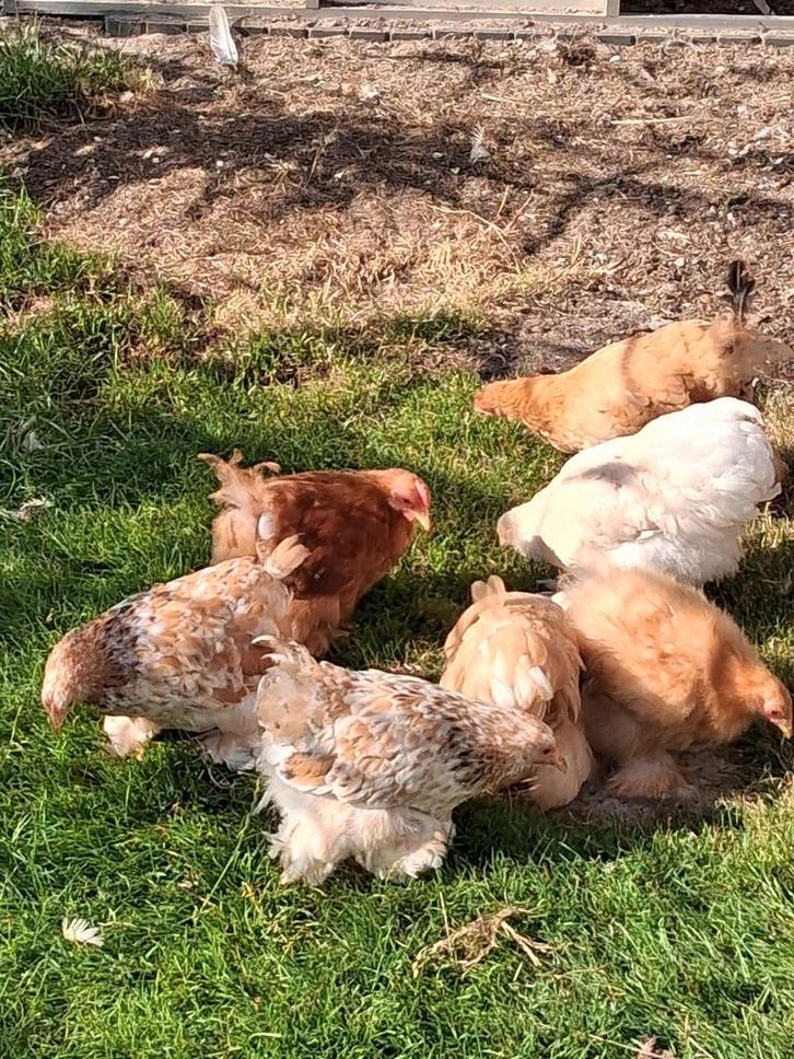 Cochin kriel kippen, Dieren en Toebehoren, Pluimvee, Kip, Meerdere dieren