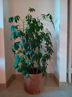 Mooie plant in cognac skyleer pot, Ophalen, In pot, Halfschaduw, 100 tot 150 cm