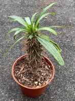 Pachypodium, Huis en Inrichting, Ophalen of Verzenden, Overige soorten, Minder dan 100 cm