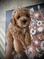 Mini Australian labradoodle pup reutje, CDV (hondenziekte), 8 tot 15 weken, Eén hond, Nederland