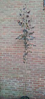 Betula pendula 'royal frost', roodbladige berk, Ophalen, Overige soorten