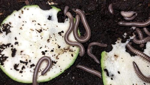 miljoenpoot olijf, Dieren en Toebehoren, Insecten en Spinnen, Overige soorten