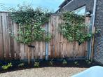 2 x groenblijvende olijfwilg leiboom, Tuin en Terras, Planten | Bomen, Ophalen, 100 tot 250 cm