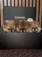 Bear face mini pomeriaans, Dieren en Toebehoren, Overige rassen, 8 tot 15 weken, Parvo, Meerdere