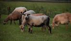 Schapen schaap maasduinen nolana ooi ram lam drachtig, Dieren en Toebehoren, Schapen, Geiten en Varkens, Vrouwelijk, Schaap