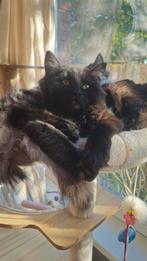 Kitten Maine coon vrouw, Dieren en Toebehoren, Katten en Kittens | Raskatten | Langhaar, Poes