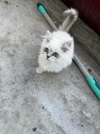 Prachtige British Longhair kittens – 4 maanden oud