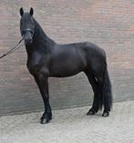 Barok pinto x Fries, Dieren en Toebehoren, Paarden, Gechipt, Ruin, Zadelmak, 3 tot 6 jaar