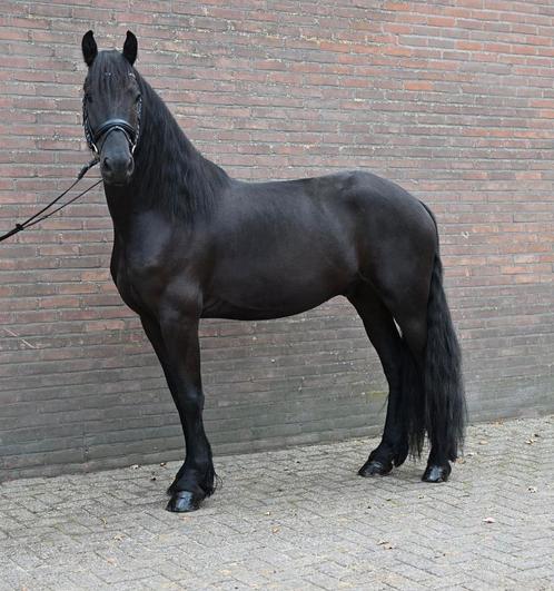 Barok pinto x Fries, Dieren en Toebehoren, Paarden, Ruin, Zadelmak, 3 tot 6 jaar, Recreatiepaard, Met stamboom, Gechipt, Ontwormd