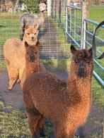 Alpaca hengstjes., Dieren en Toebehoren, Januari, Meerdere dieren