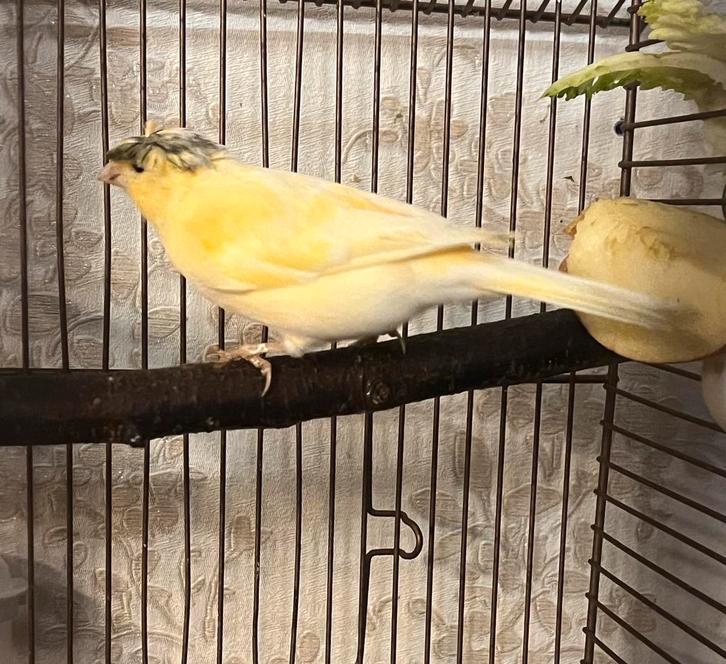 Duitse kuif • mannetje uit 2025 +kooi, Dieren en Toebehoren, Vogels | Kanaries, Zangkanarie, Mannelijk