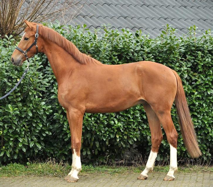 Grote 4 jarige ruin, Dieren en Toebehoren, Paarden, Ruin, 3 tot 6 jaar