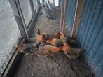 Te koop welsumers, Dieren en Toebehoren, Vrouwelijk, Kip