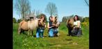 Stalling 3 shetlanders gezocht, Dieren en Toebehoren, Stalling en Weidegang, Weidegang, 2 of 3 paarden of pony's