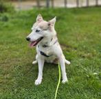 Nestje verwacht pomsky sheltie pups, Dieren en Toebehoren, Particulier, Rabiës (hondsdolheid), Overige rassen, 8 tot 15 weken