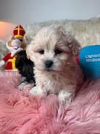 Maltipoo pups teefjes 1600 reutjes 1250€, Dieren en Toebehoren, Honden | Chihuahua's en Gezelschapshonden, Nederland, Overige rassen
