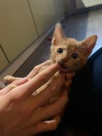 3 lieve kittens te koop geef jij hun een fijn huisje?, Dieren en Toebehoren, Katten en Kittens | Raskatten | Korthaar, Meerdere dieren