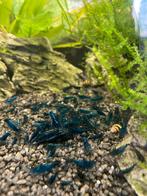 Blue velvet garnalen, Dieren en Toebehoren, Kreeft, Krab of Garnaal
