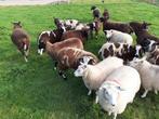 Schapen, Dieren en Toebehoren, Schapen, Geiten en Varkens, Vrouwelijk, Schaap