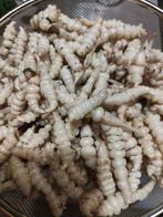 Crosne/ Andoorn knolletjes, Ophalen