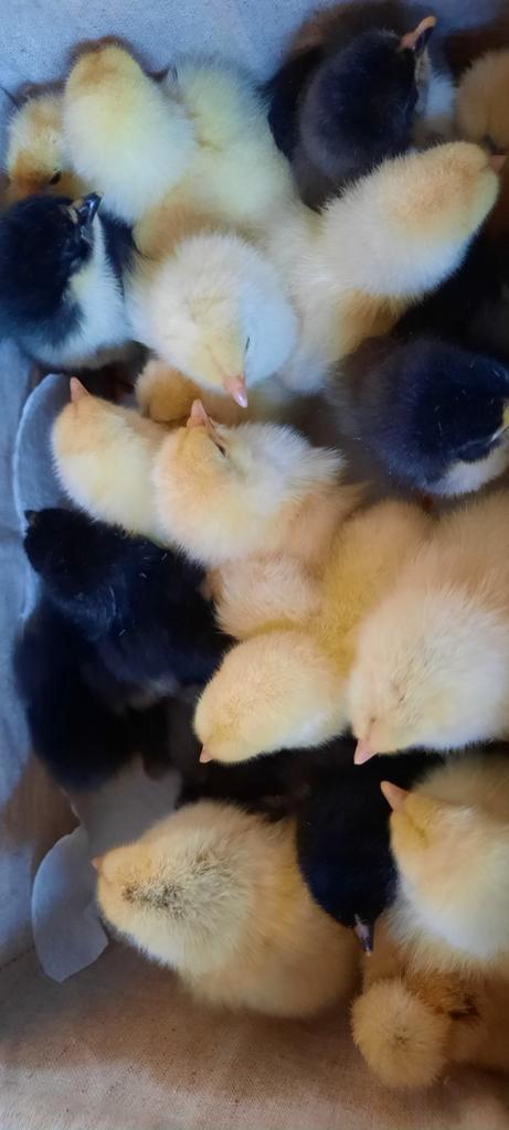 Zwarte brahma groot kuikens kuikentjes kuiken wit, Dieren en Toebehoren, Pluimvee, Kip, Geslacht onbekend